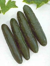 Cucumber Slicemaster Select    250 seeds