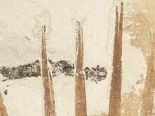 GIANT! PALM Frond Fossil With a BIG Rare Mioplosus FISH Fossil From Wyoming