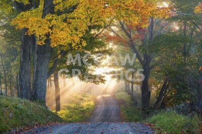 Sun Streaming Through, Orah Moore, Art Print Poster 11'' x 14''   3178