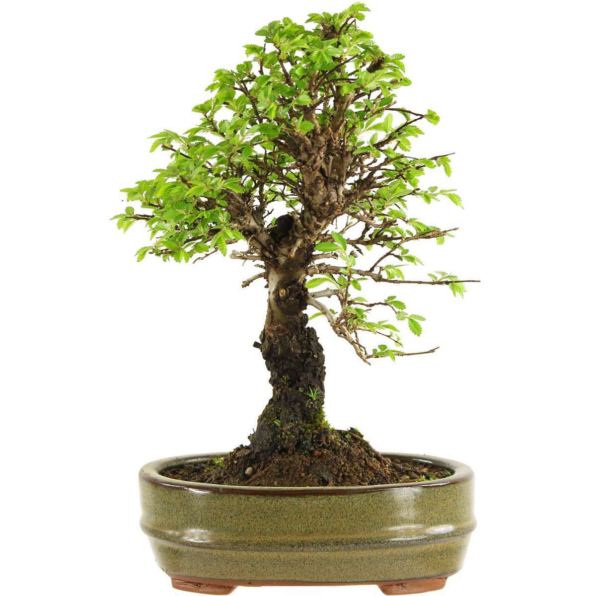 Japanische Ulme, Bonsai, 9 Jahre, 25cm (093-92) Japanische Ulme, Bonsai, 9 Jahre, 25cm (093-92)