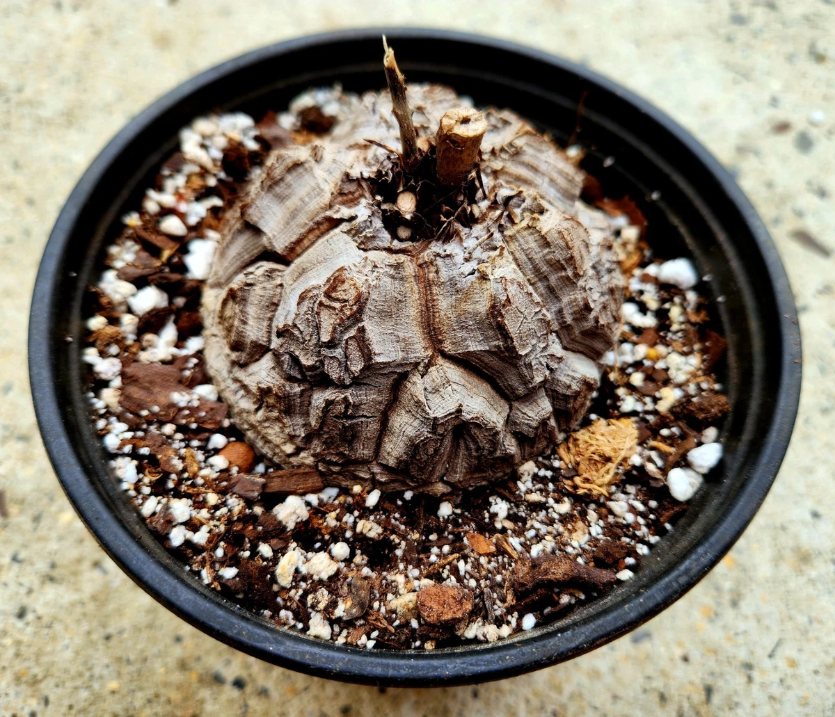 Dioscorea for sale | eBay