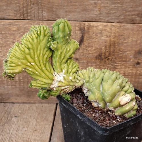 A5015 CEREUS PACHA. CRESTED pot14-H18-W25 cm MaMa Cactus