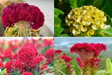Cockscomb Seeds, Mixed Colors - Amazing Garden Flower - Made in USA - Celosia