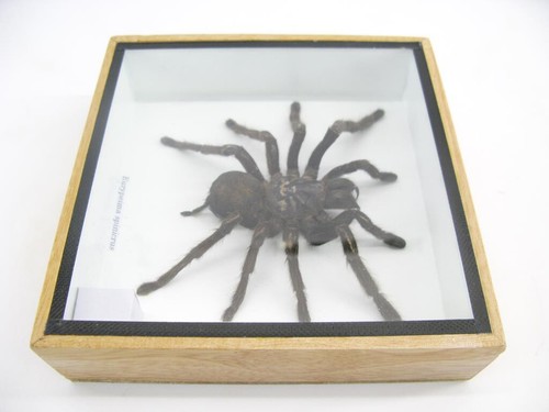 Riesige echte Vogelspinne - Eurypeima spinicrus - im 3D Schaukasten aus Holz - Bild 12 von 12