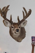 Whitetail Deer Head Shoulder Mount Taxidermy Cape Shed Antler Hunt Mule Rack