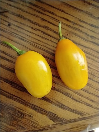 Manzano Pepper Yellow Teardrop 24 seeds FREE DELIVERY - Picture 2 of 23