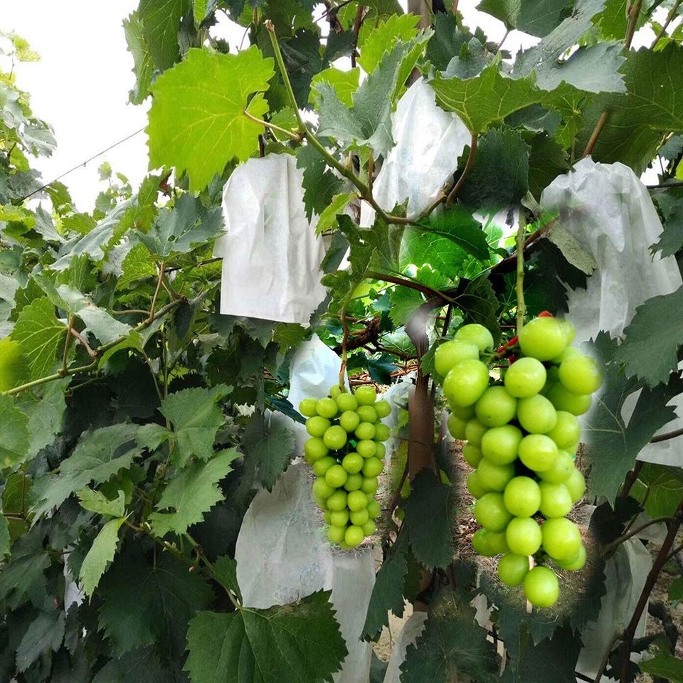 52 Bastoncini Di Legno Per Fai Da Te - 8mm X 30cm | Per Artigianato E Decorazioni - Foto 8