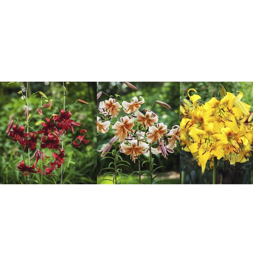 Lilienzwiebeln Sets bunte Blumenzwiebeln Lilium Zwiebeln Knollen Lilien Blüte - Bild 6 von 89