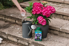 Westland 20100444 Hydrangea High Performance Liquid Plant Food 1 Litre, Green 8.07 per litre