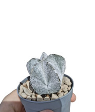 Astrophytum Myriostigma cv. Onzuka Ø7cm Kakteen Kaktus Cactus Piante Grasse