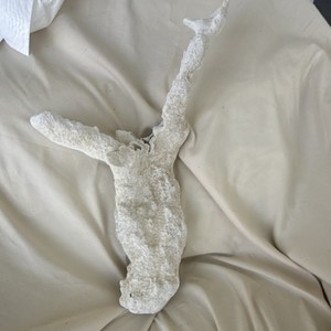 White Coral Shell Specimen Decorative Collectible for Display or Collection