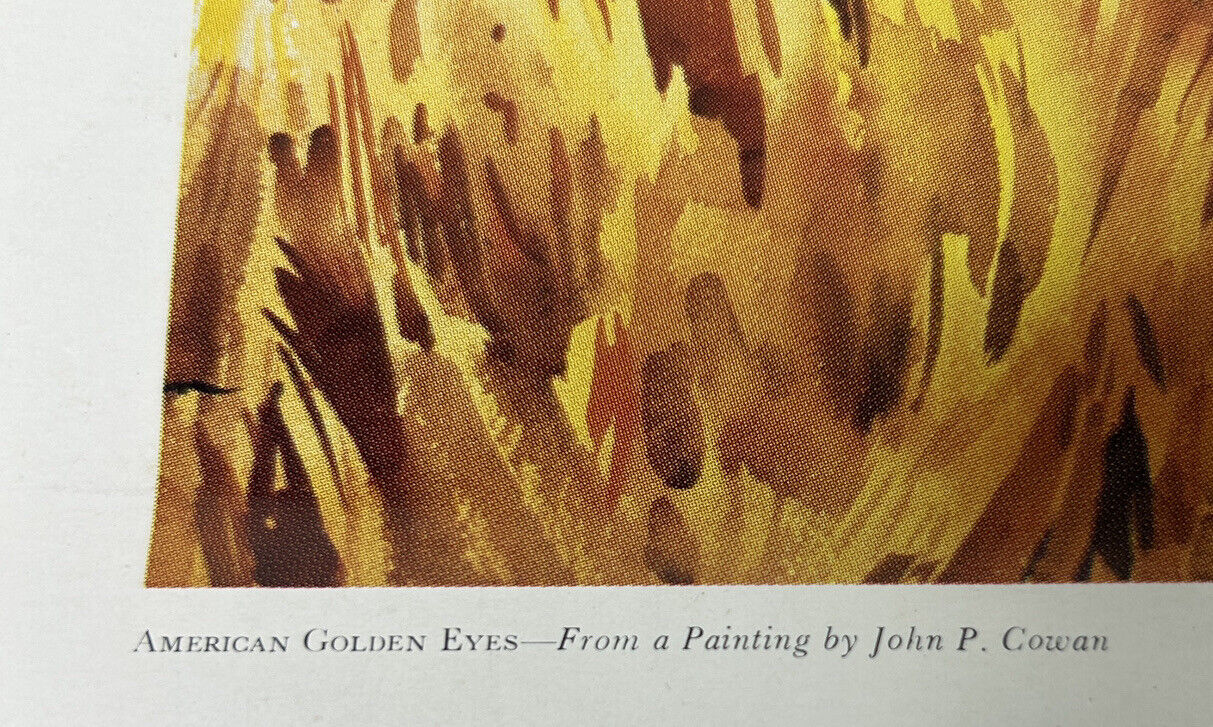 American Golden Eyes by John P Cowan Unframed Limited Print