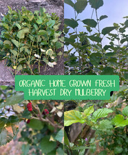 100 Dry Mulberry Leaves Organic Food Crystal Red Cherry Shrimp Non Pesticides