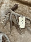 Lot Of 3 WILD whitetail deer antlers  Taxidermy Horns bone sheds 3219,3220,3223 — photo 4