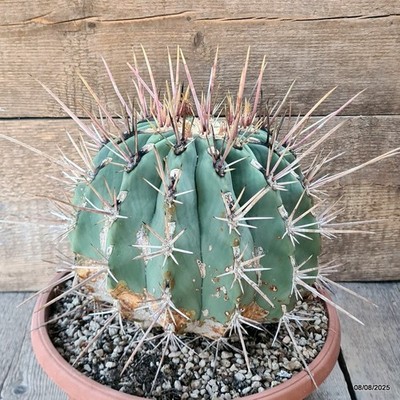 D5830 FEROCACTUS RECTISPINUS pot25-H21-W24 cm MaMa Cactus