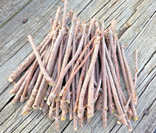 10 Native American Elderberry Cuttings Sambucus Canadensis