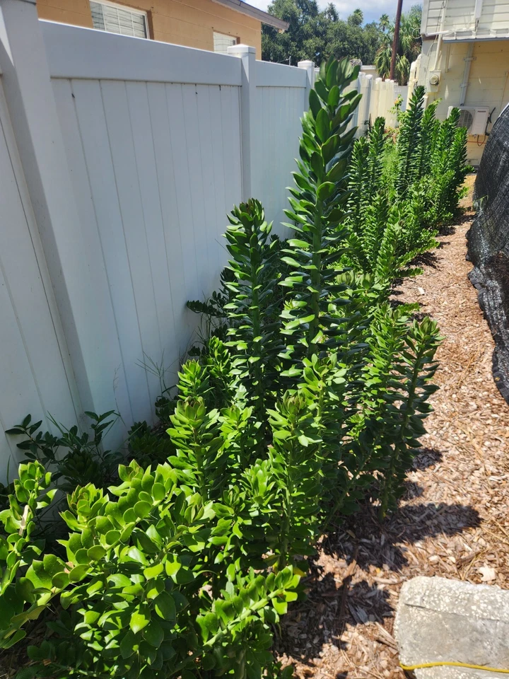 5x GIANT Pereskiopsis. 5" Cuttings. Grows 15 '+ And Thicker than Soda Can. HUGE - Image 4 of 4
