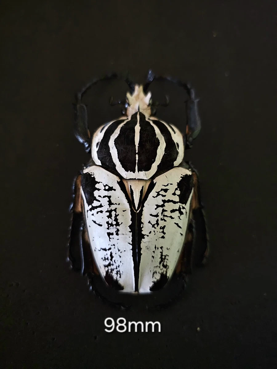 Goliathus Beetle for sale | eBay