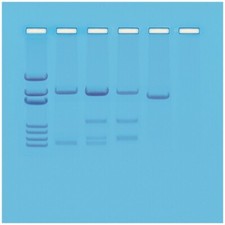 DNA Paternity Testing Simulation