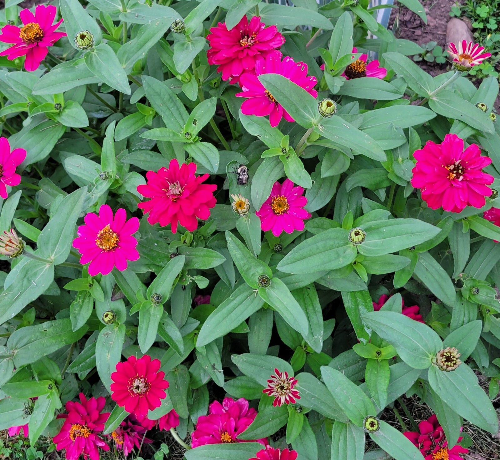 Zinnia Profusion Double Hot Cherry (Zinnia elegans) 20 Flower Seeds eBay