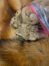 Sheep Wool, Lure Holder, Scent Trapping Fox Coyote Bobcat Raccoon Mink Trap