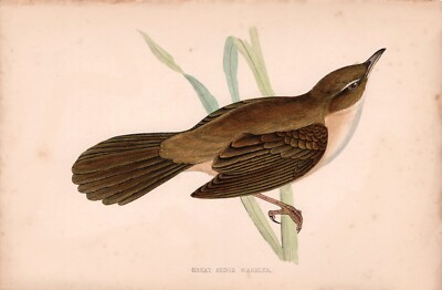 F. O. MORRIS, Great Sedge Warbler, Circa, 1851 HAND-COLORED Engraving