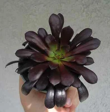 Aeonium Black Rose Zwartkop Succulents, 4" Pot