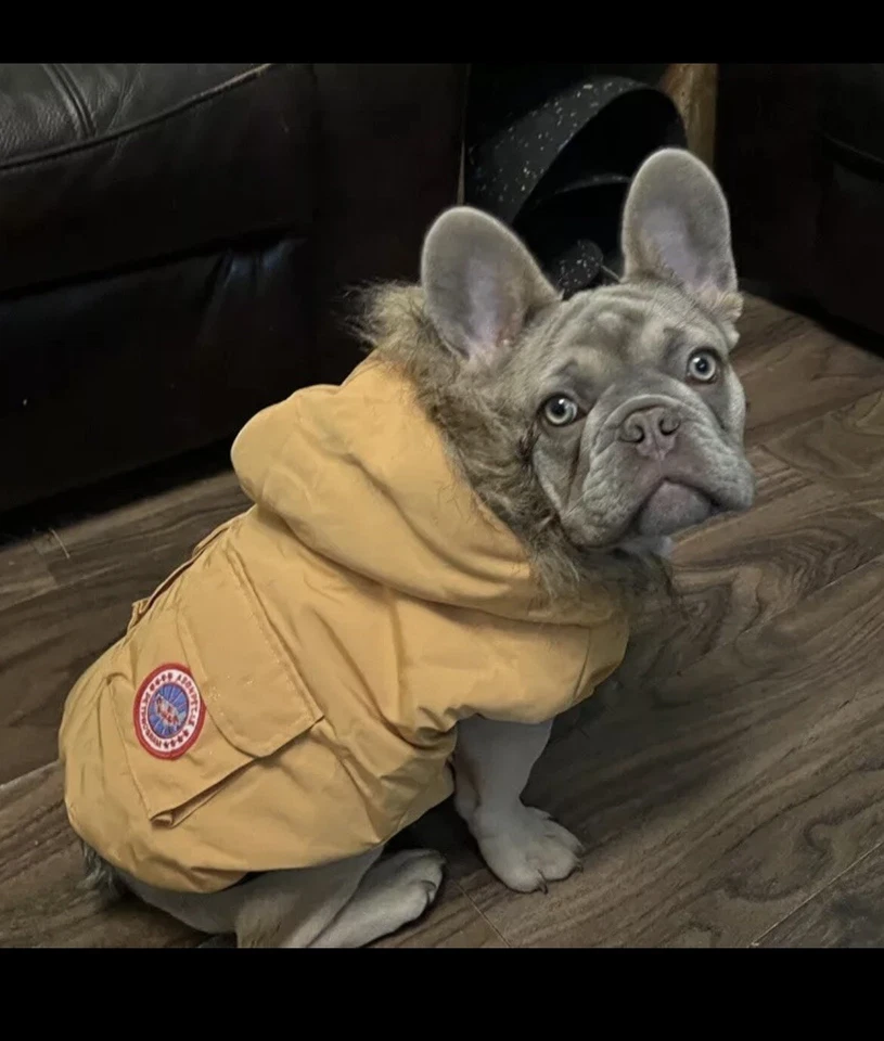 Designer Dog Coat Canada Goose Style Dog Coat Jacket Luxury Dog Coat - Image 3 of 4