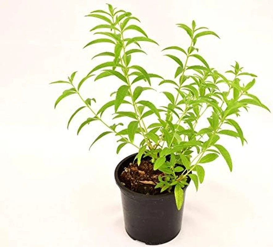 Pianta Di Citronella Vaso 14Cm - Immagine 4 di 4