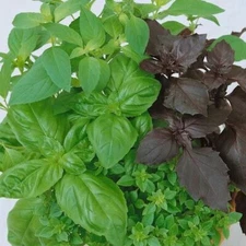 250++ Basil seeds mixed - (Culinary Blend) | NON-GMO, Heirloom Seeds | USA SEEDS