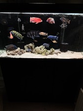 Juwel 350 Tank and Cabinet Aquarium Fish Tank