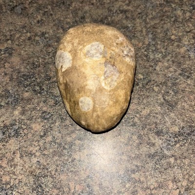 Rare SW Ohio River Valley Fossilized Corral Opal Banded Stone Formation