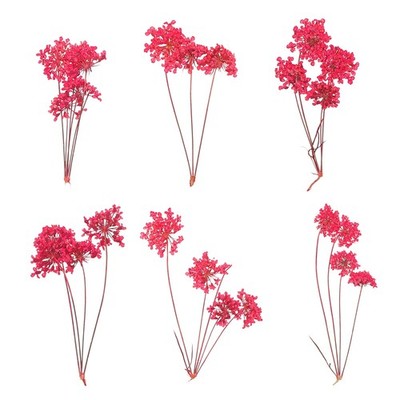 6 Pcs Lace Natural Real Pressed Dried Flower for Art Craft DIY, Dark Pink