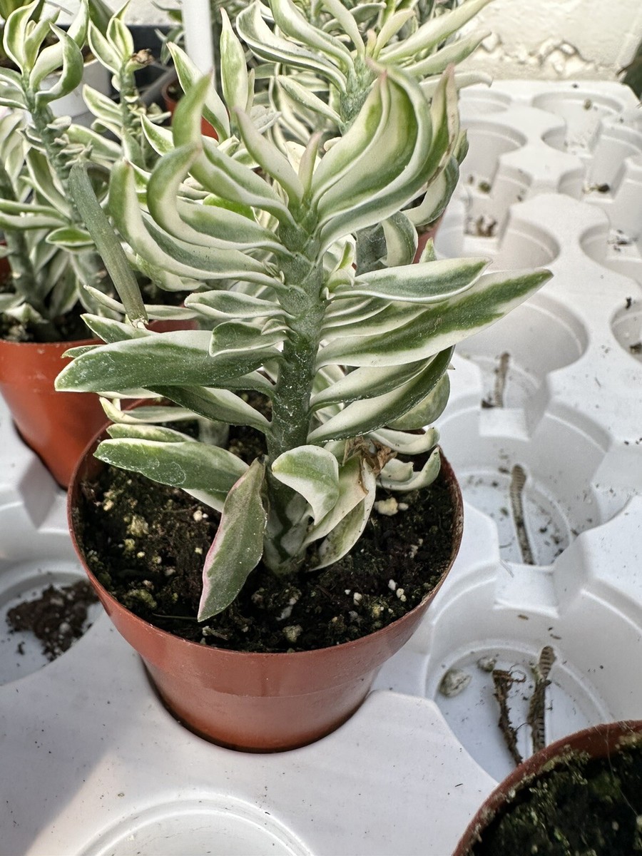 Devil's Backbone Zig-Zag Plant Pedilanthus Tithymaloides Ships Free. | eBay