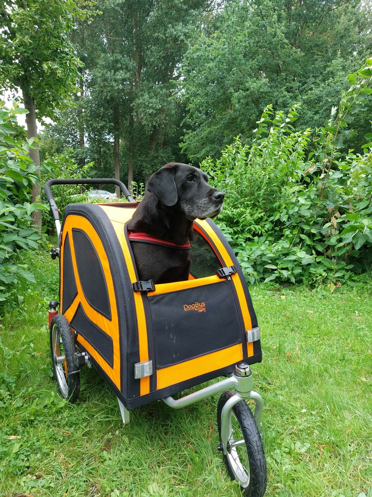 TrendPet DogBus M Gefederter Fahrradanhänger für Hunde eBay