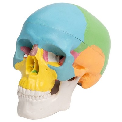 Detachable 4D Disassembled Color Anatomy Skull Model Human Organs Learning Tool