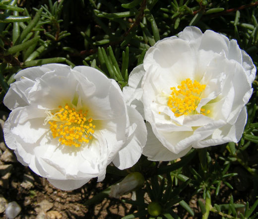 MOSS ROSE WHITE Portulaca Grandiflora - 1,250 Bulk Seeds | eBay