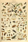 Insects Insectes Flying Bugs Bookplate Nature Laminated Poster 16x24