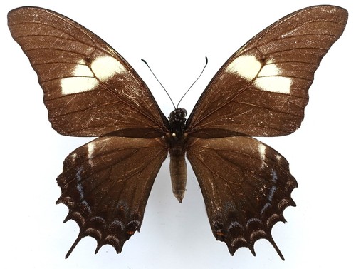 PAPILIO ANDROGEUS LAODOCUS FEMALE FROM PARANA, BRAZIL
