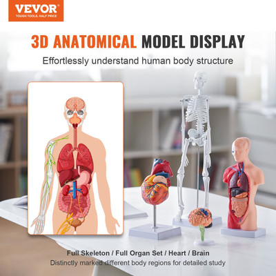 VEVOR Human Anatomy Models Bundle Set, Brain, Human Torso Body, Heart, Skeleton