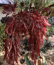 Rhipsalis ramulosa Red 6 Cuttings Pseudorhipsalis Mistletoe Cactus Kimnachia