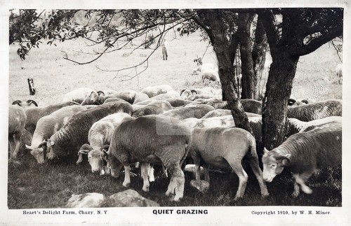 Heart's Delight Farm Chazy NY New York quiet grazing 1910 RPPC Postcard COPY - Picture 1 of 2