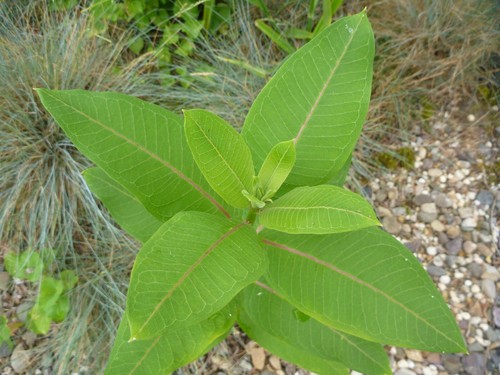 6 live plants Asclepias syriaca Common Milkweed NOT seed Monarch Butterfly - Picture 3 of 12