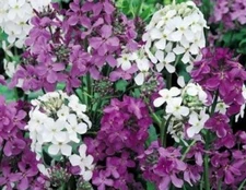 DAME'S ROCKET SEEDS MIXED COLORS 100 FRESH SEEDS FREE SHIPPING 