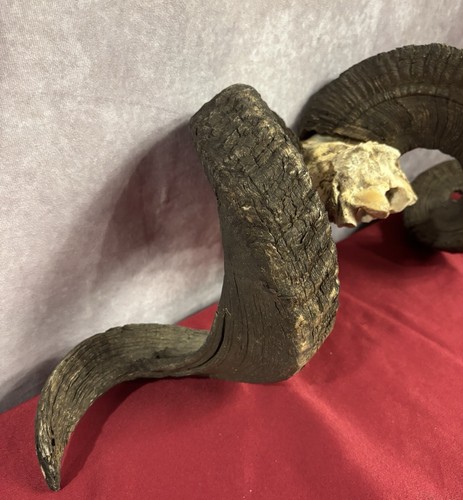 Ram Sheep Bighorn Skull Cap ~Spiraling Horns/Antlers~ European Mount Taxidermy - Picture 7 of 24