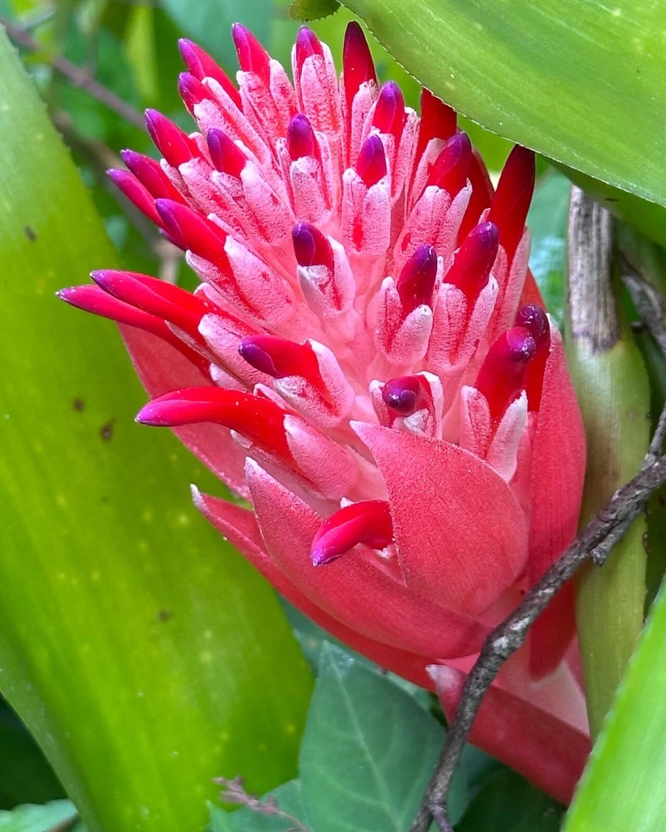 Billbergia for sale - eBay