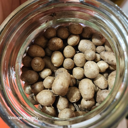 *15*NUR KNOLLEN* Zwiebeln Chinesische Yamswurzel Dioscorea Pflanze Kräuter Heilmittel Hmong TCM - Bild 3 von 7