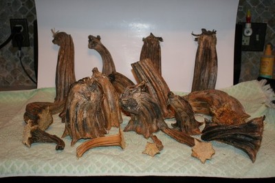 18 Dried Pumpkin Stems unique stalks thick & crazy looking For Velvet Crafts