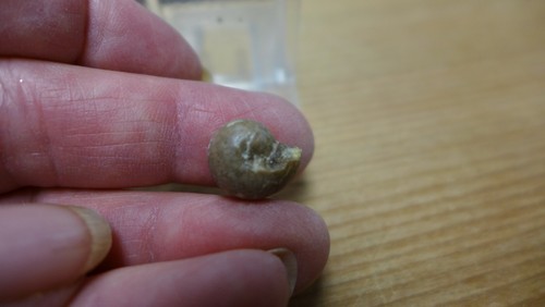GEOLOGICAL ENTERPRISES Mississippian fossil cephalopod Goniatites americanus - Picture 3 of 5