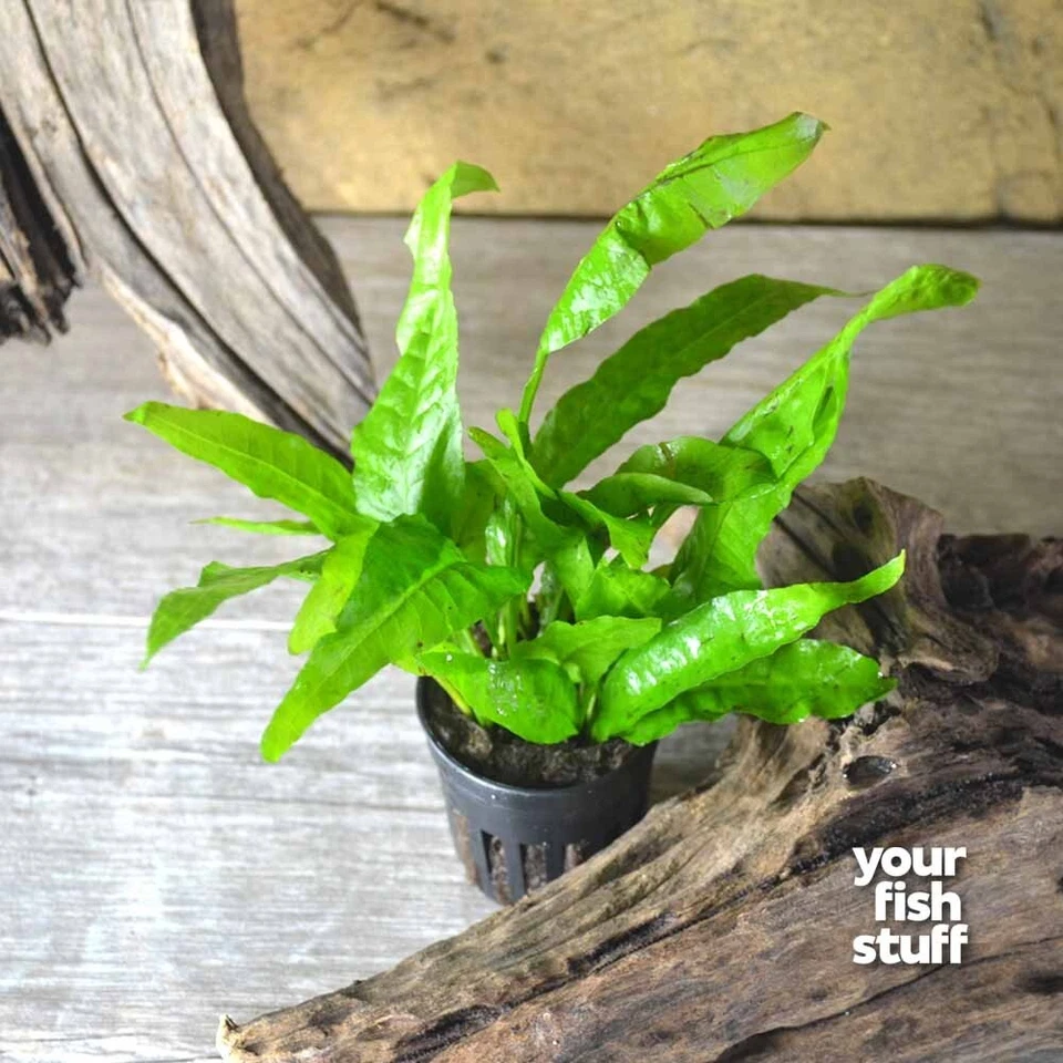 Java Fern Microsorum pteropus Live Aquarium Plant **Buy 1 Get 1 50% OFF** POTTED - Image 3 of 4